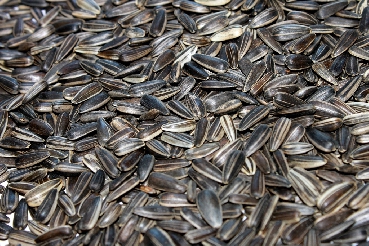 Strip Sunflower Seed